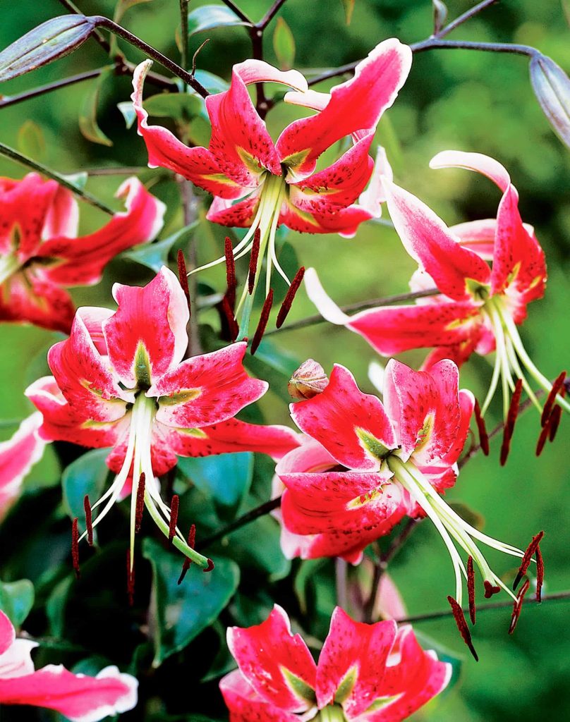 Black Beauty | Species Lilies