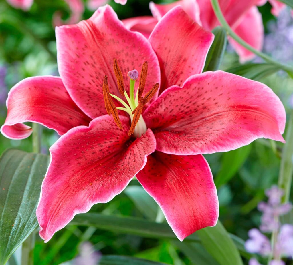 Buy Corvara Bulbs Online - Lilies, Oriental Hybrids, Spring- Bloms Bulbs Uk