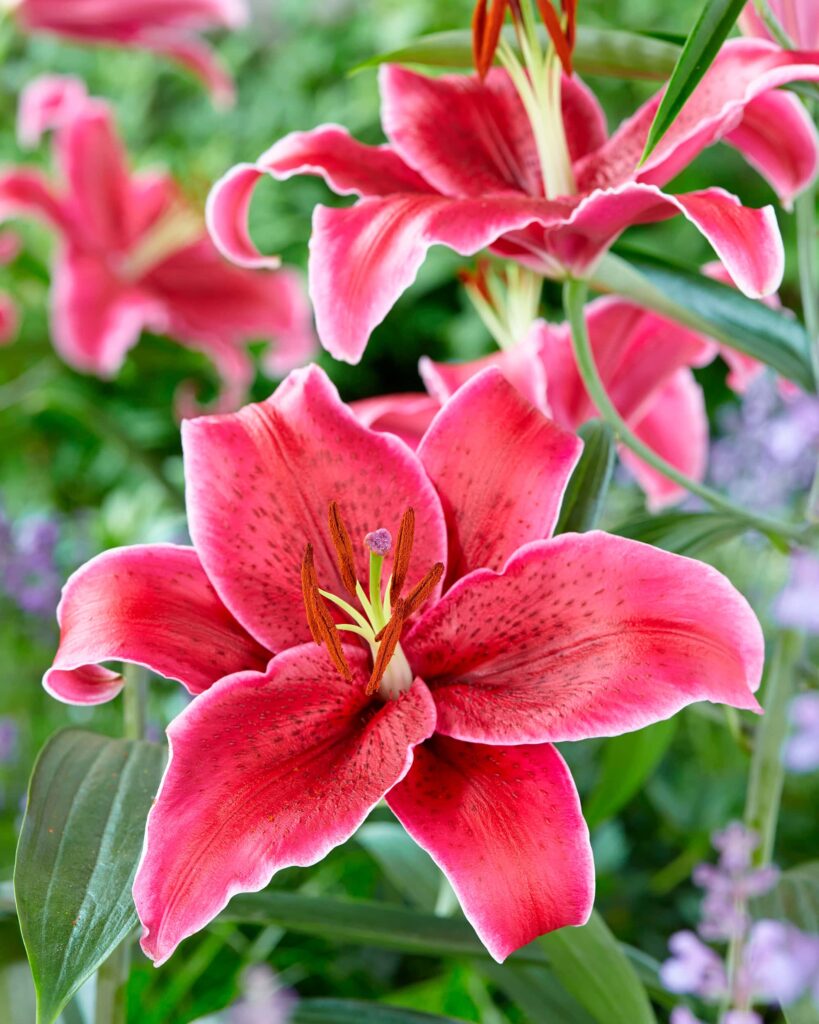 Buy Corvara Bulbs Online - Lilies, Oriental Hybrids, Spring- Bloms Bulbs UK