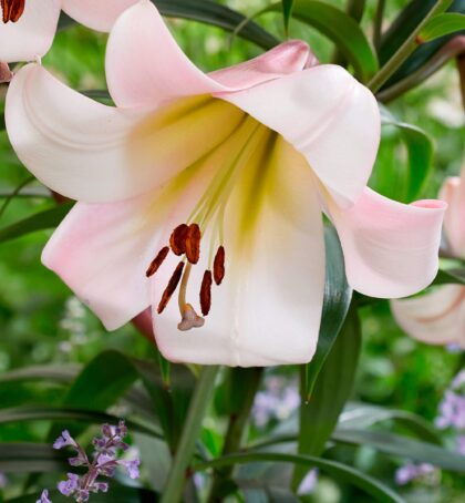 Eastern Moon | Oriental Trumpet Lilies