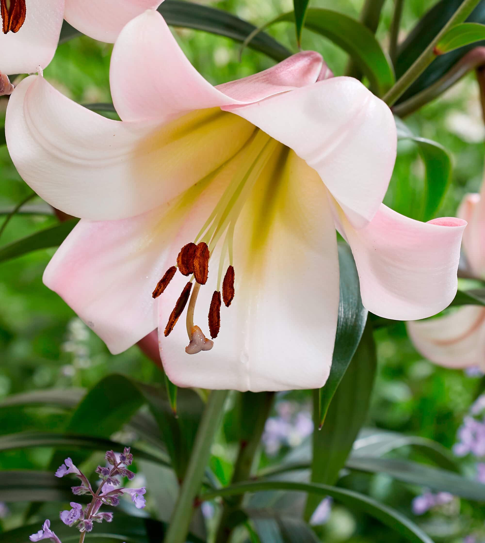 Eastern Moon | Oriental Trumpet Lilies