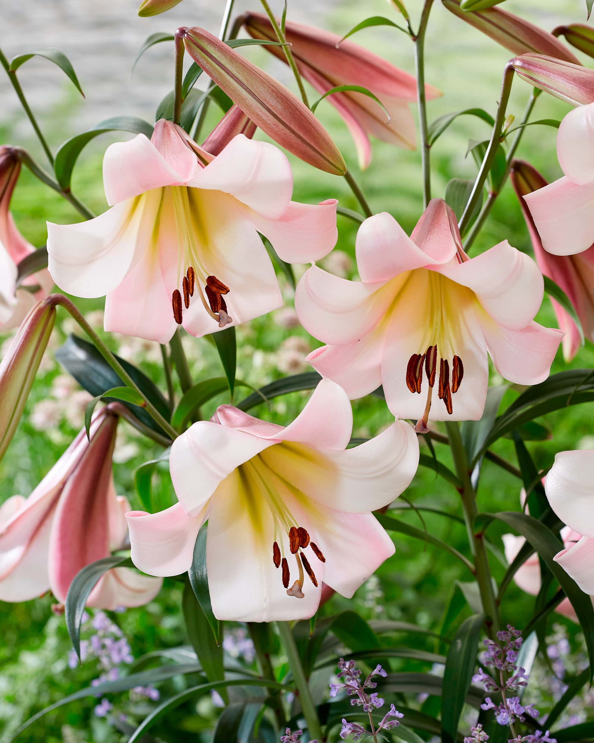 Eastern Moon | Oriental Trumpet Lilies