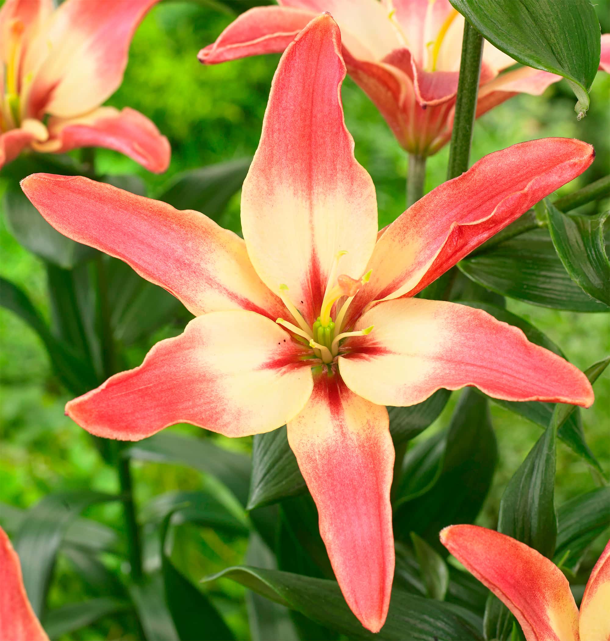 Easy Dream | Pollen Free Lilies