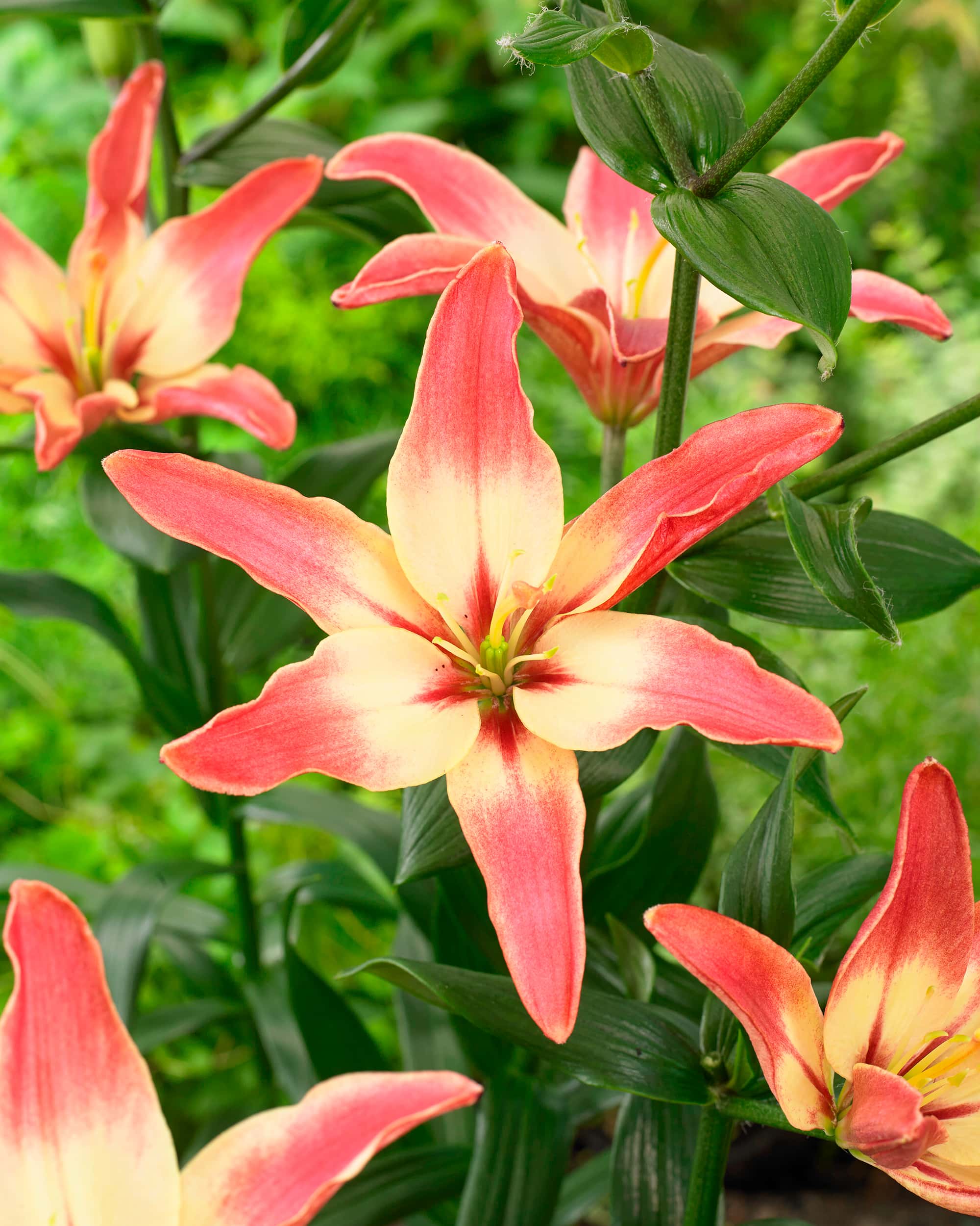 Easy Dream | Pollen Free Lilies