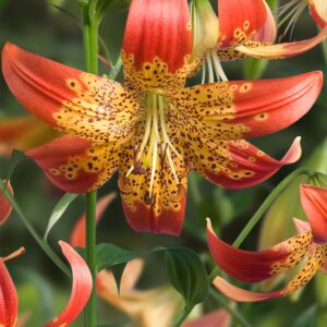 Fusion | Species Lilies