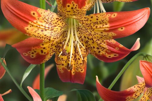 Fusion | Species Lilies