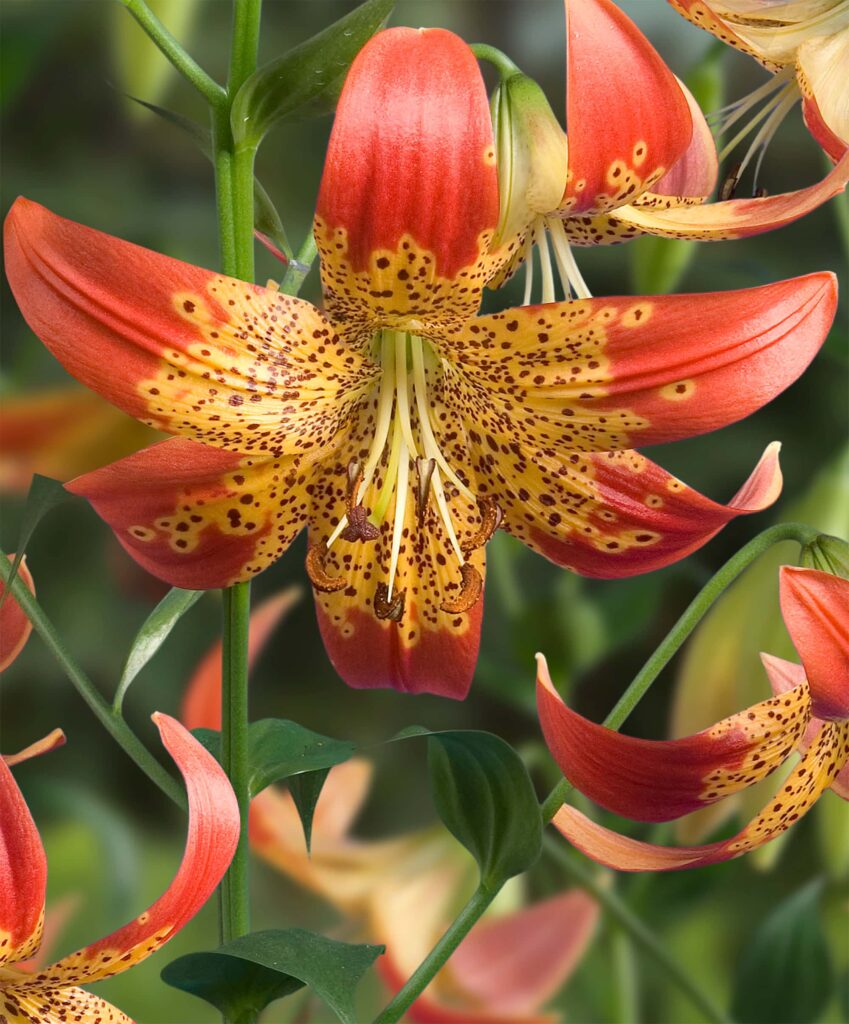 Fusion | Species Lilies