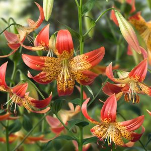 Fusion | Species Lilies
