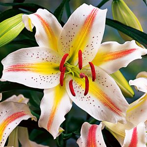Garden Party | Dwarf Oriental Hybrids