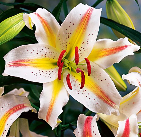 Garden Party | Dwarf Oriental Hybrids