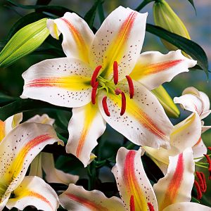 Garden Party | Dwarf Oriental Hybrids