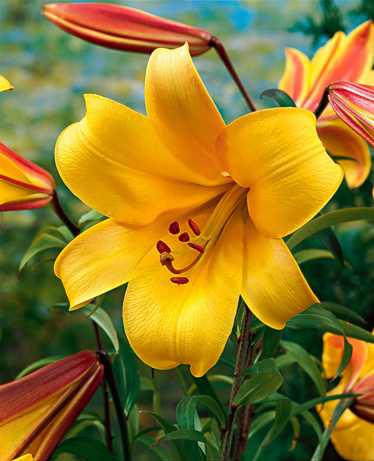 Buy Golden Splendour Strain Bulbs Online - Lilies, Spring, Trumpet ...