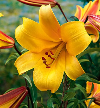 Golden Splendour Strain | Trumpet Lilies