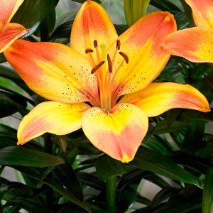 Happy Memories | Asiatic Patio Lilies