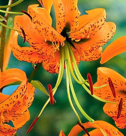 henryii | Species Lilies