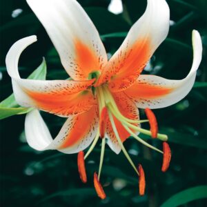 Lady Alice | Species Lilies
