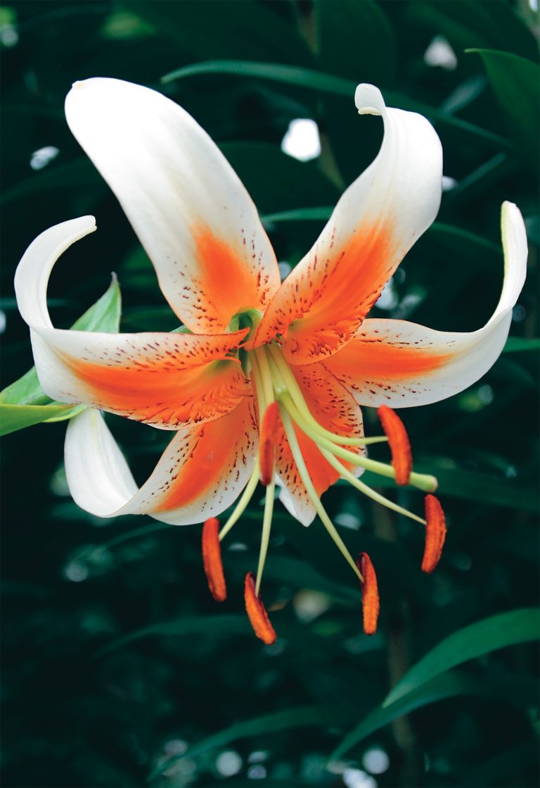 Lily Lady Alice, a species lily with the downward facing flowers that suit a garden