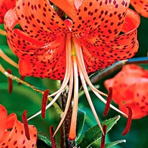 lancifolium splendens | Species Lilies