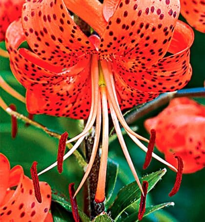 lancifolium splendens | Species Lilies