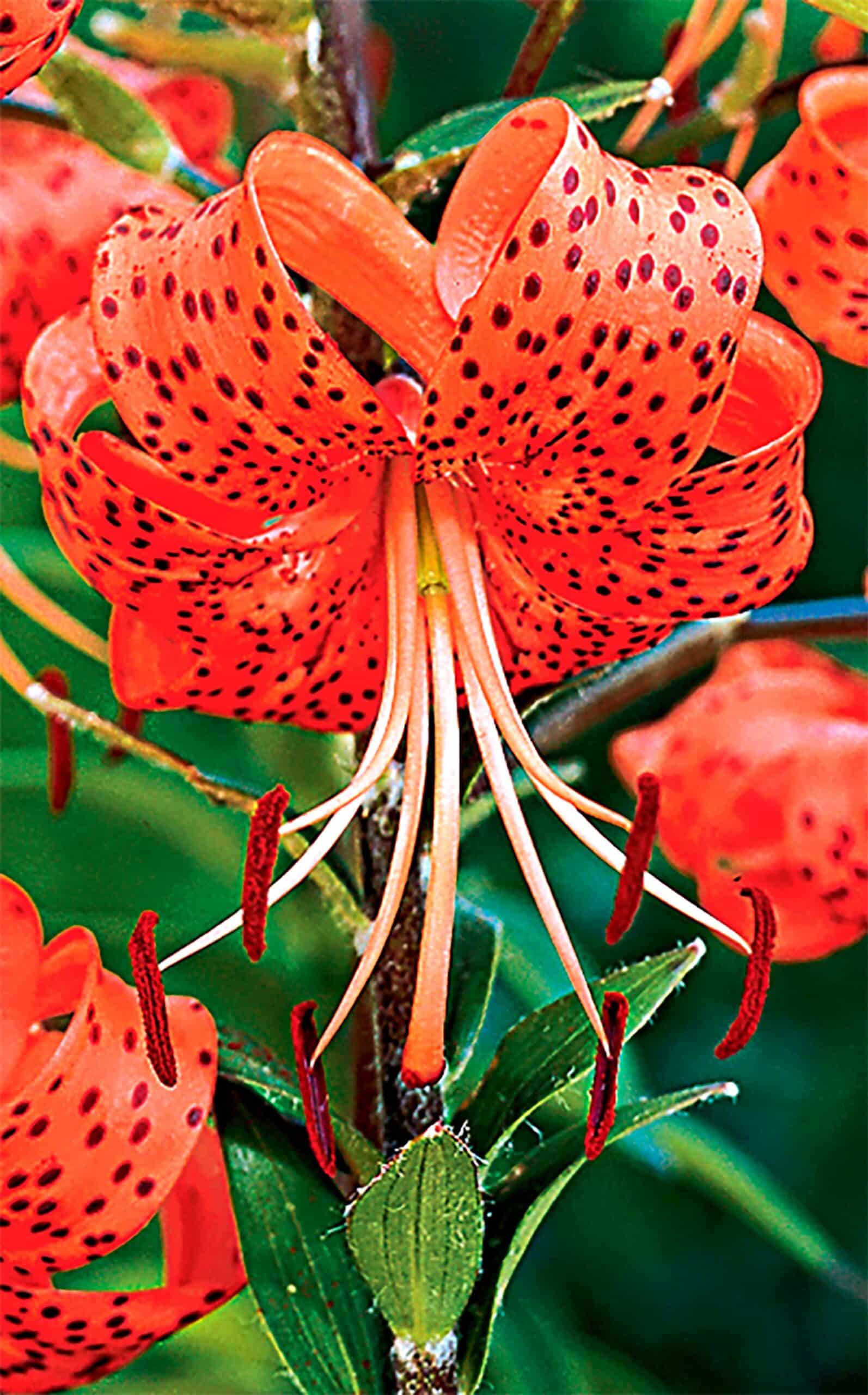 lancifolium splendens | Species Lilies