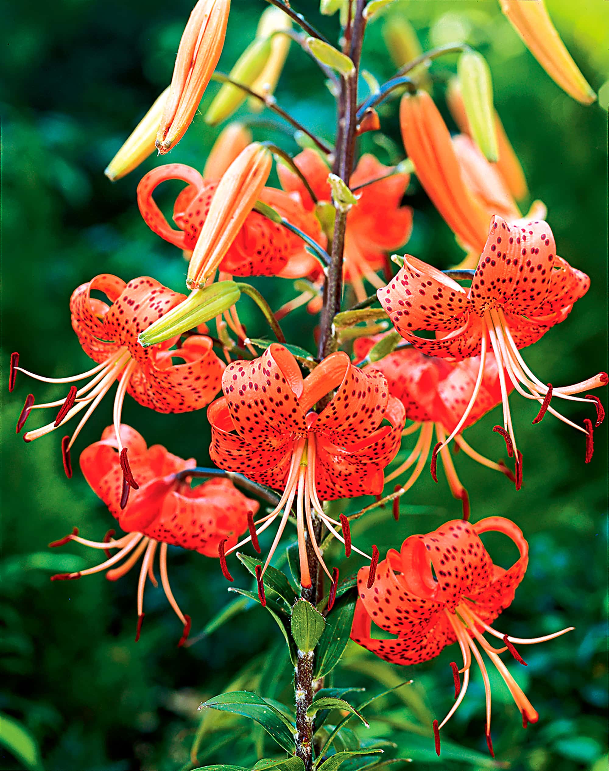 lancifolium splendens - Bloms Bulbs