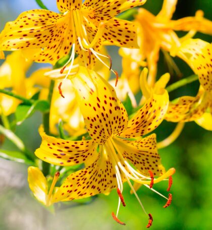 leichtlinii | Species Lilies