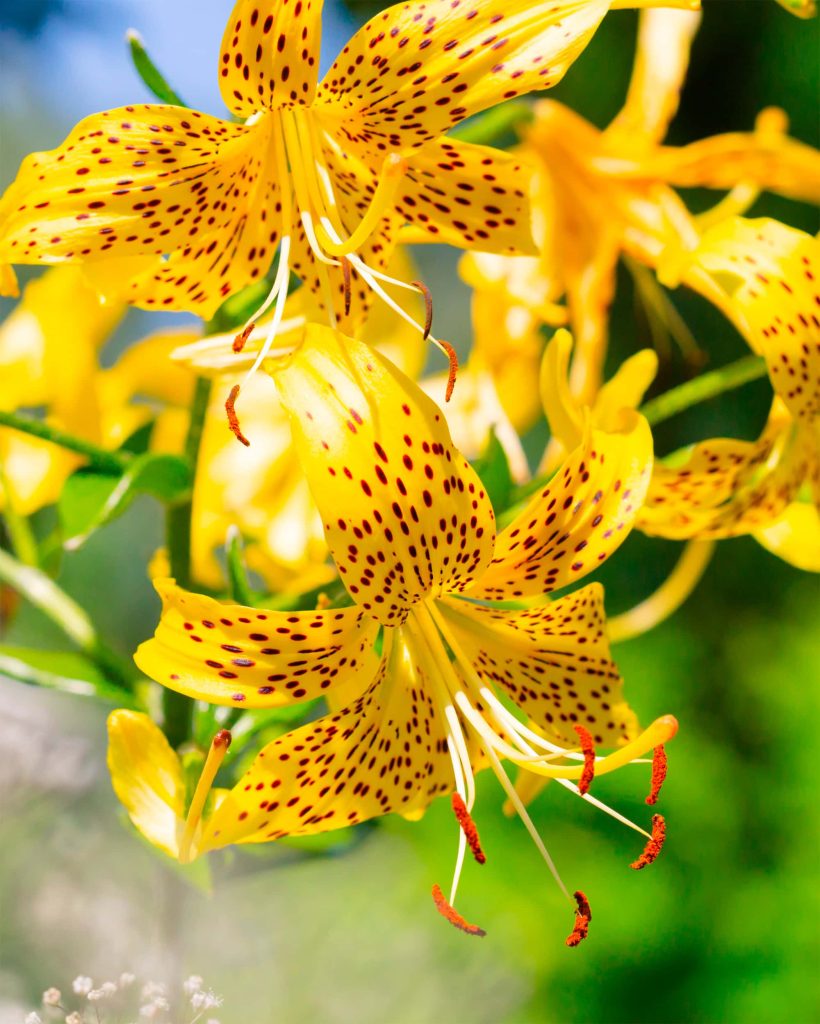 leichtlinii | Species Lilies