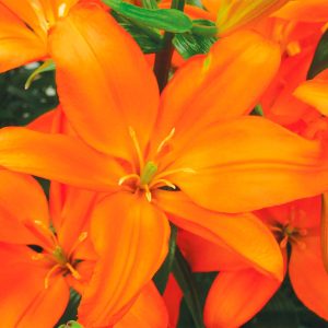 Mandarin Star | Pollen Free Lilies