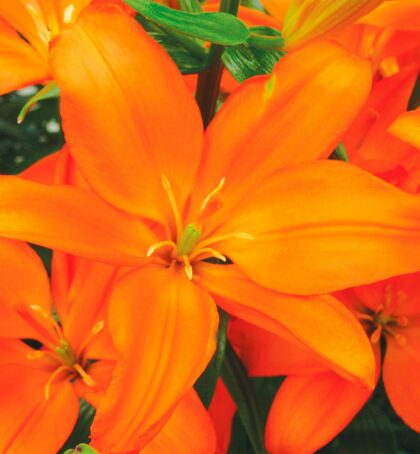 Mandarin Star | Pollen Free Lilies