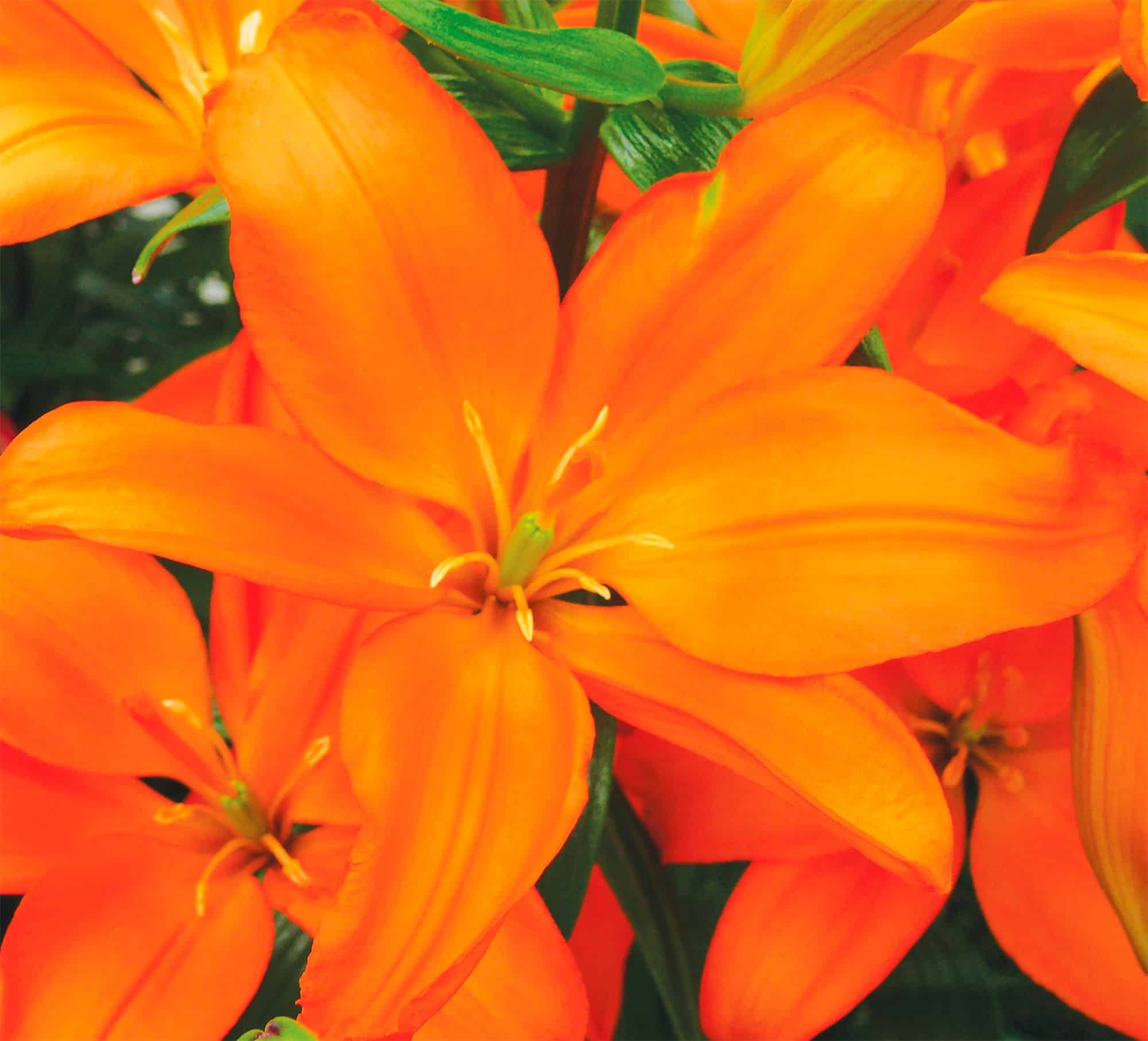 Mandarin Star | Pollen Free Lilies