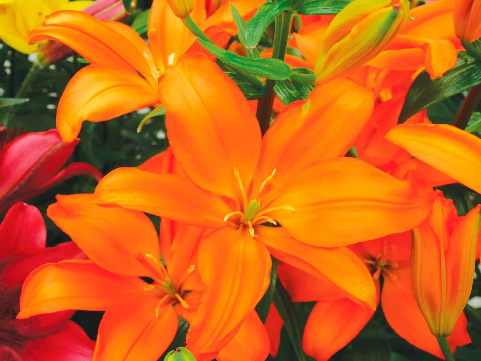 Mandarin Star | Pollen Free Lilies