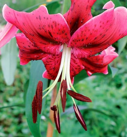 Miss Feya | Oriental Trumpet Lilies