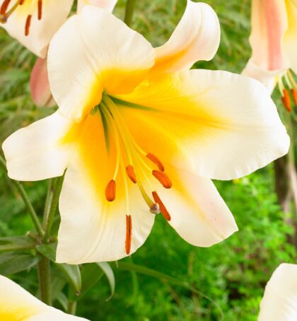 Miss Peculiar | Oriental Trumpet Lilies