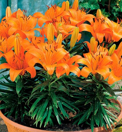 Orange Pixie | Asiatic Patio Lilies