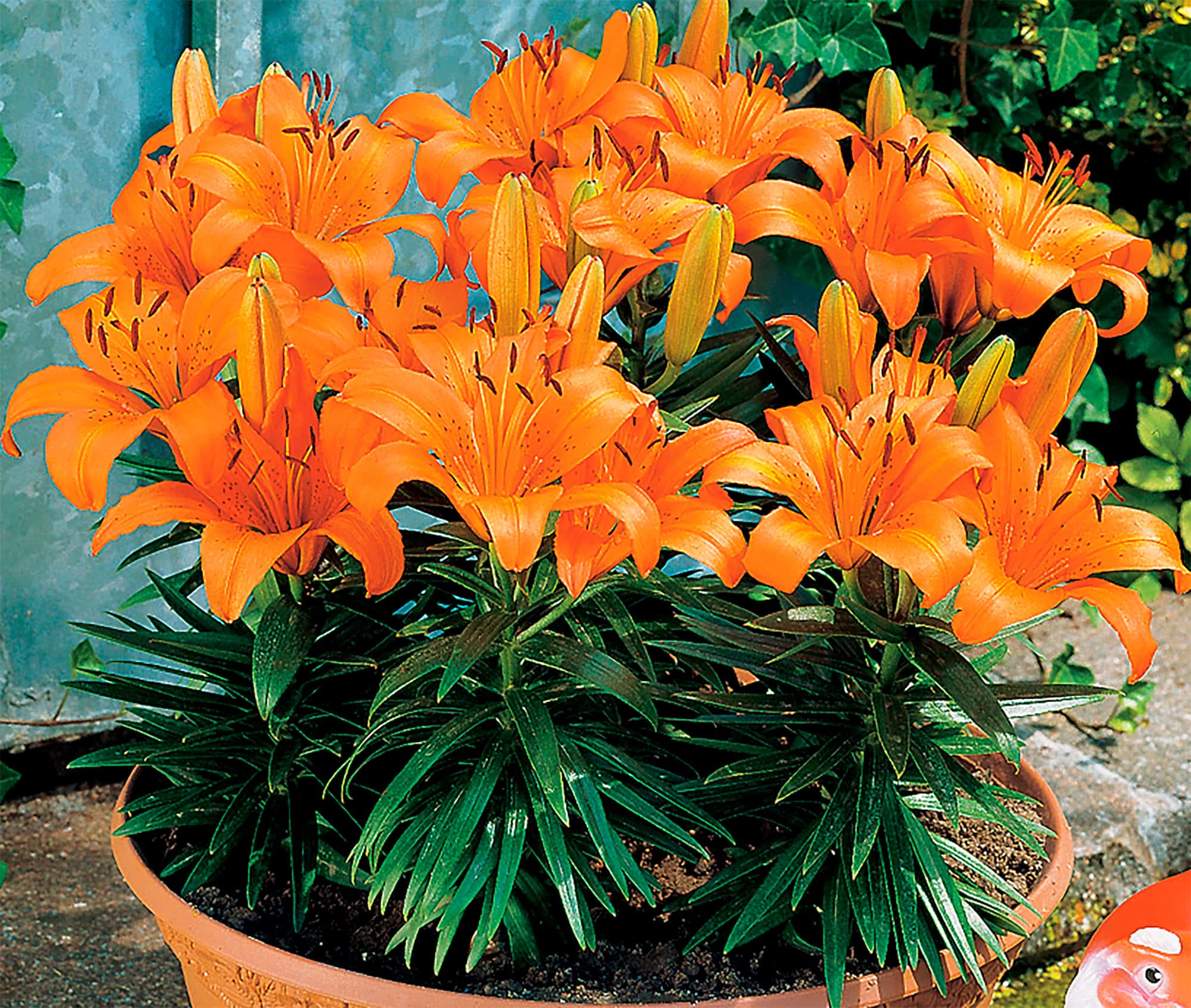 Orange Pixie | Asiatic Patio Lilies