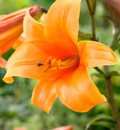 Orange Planet | Trumpet Lilies
