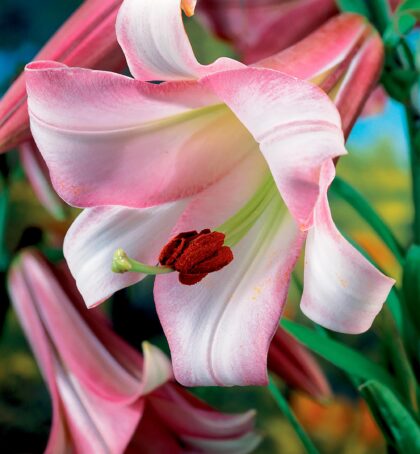 Pink Perfection Strain | Trumpet Lilies