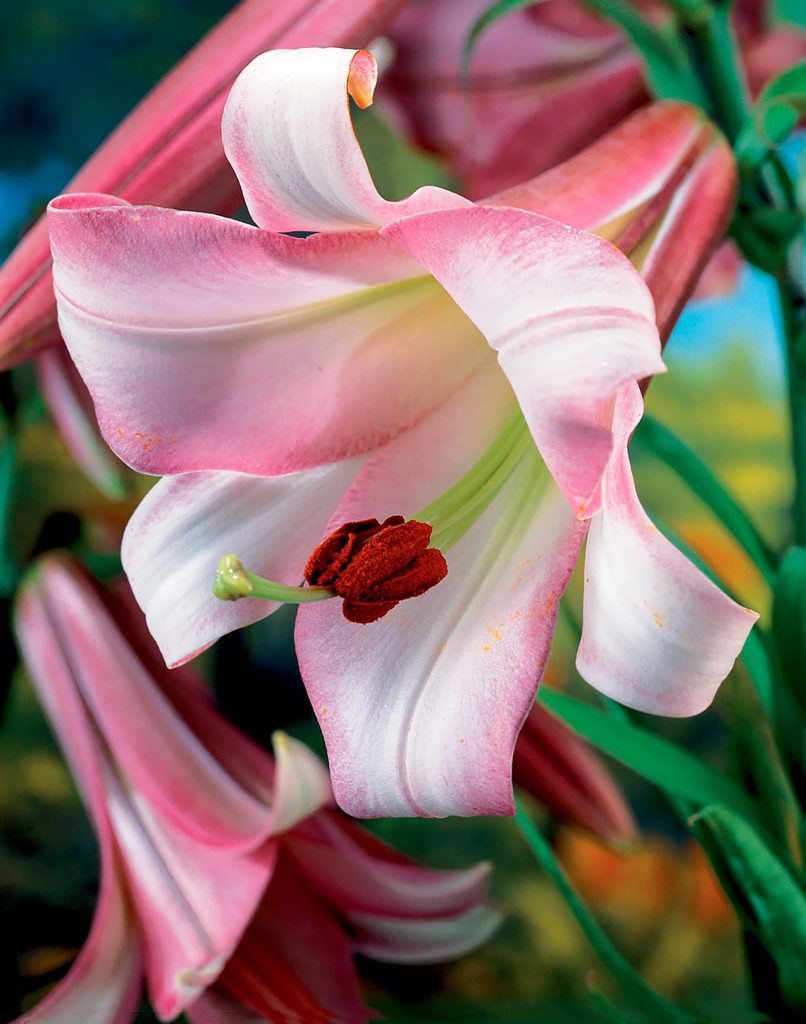 Pink Perfection Strain | Trumpet Lilies
