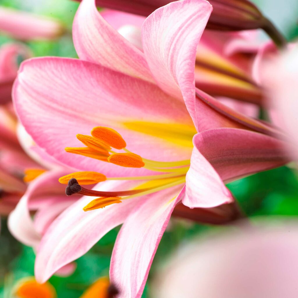 Pink Planet | Trumpet Lilies