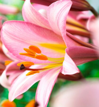 Pink Planet | Trumpet Lilies