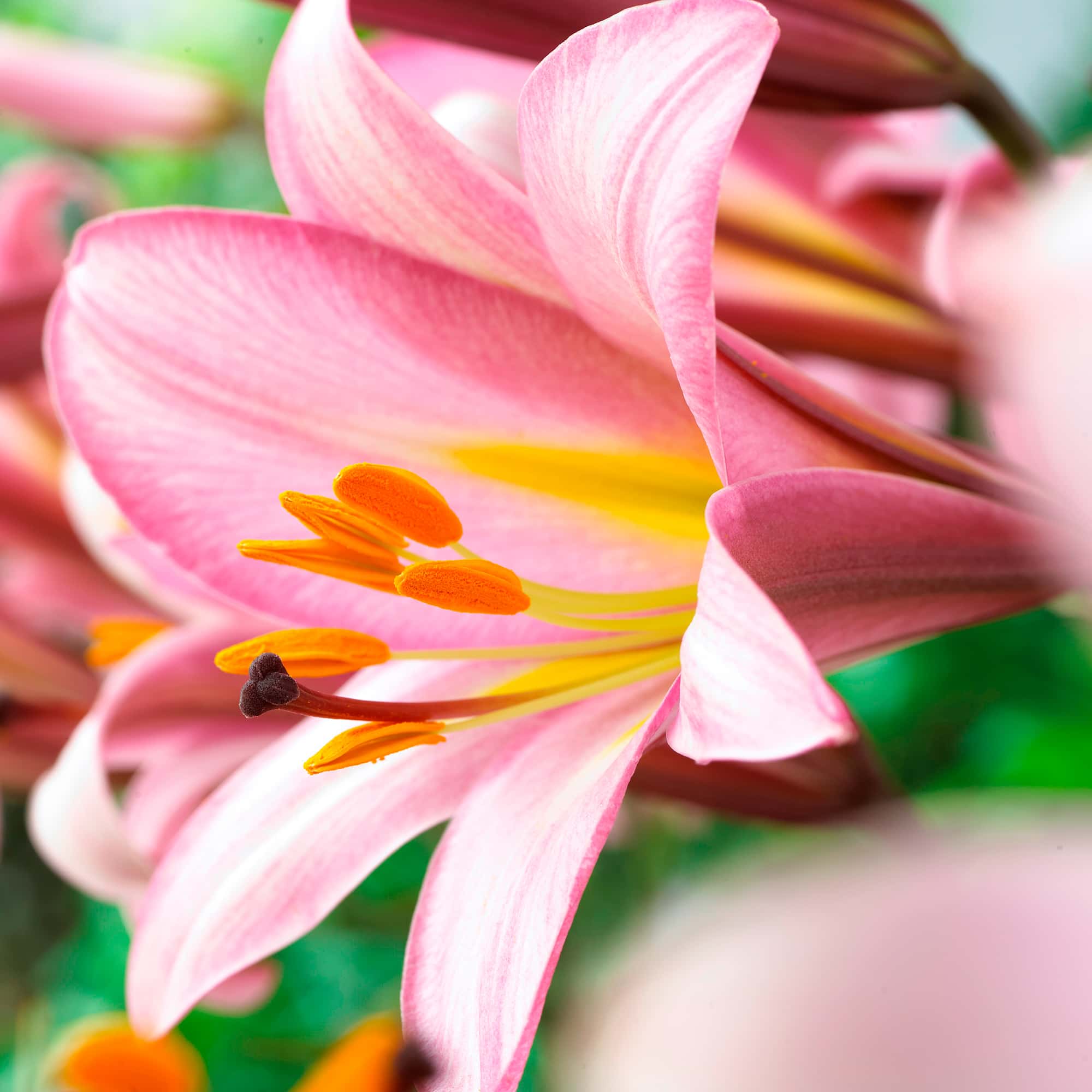 Pink Planet | Trumpet Lilies