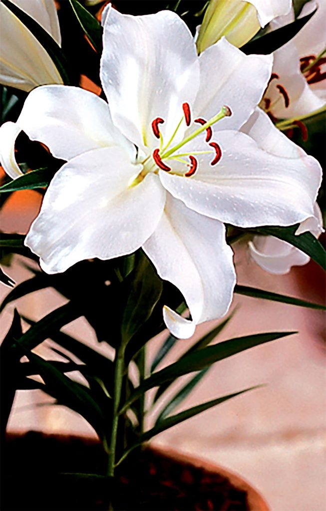 Puresse | Dwarf Oriental Hybrids