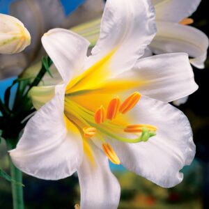 regale album | Trumpet Lilies