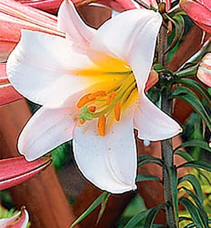 regale Extra-large bulbs | Trumpet Lilies