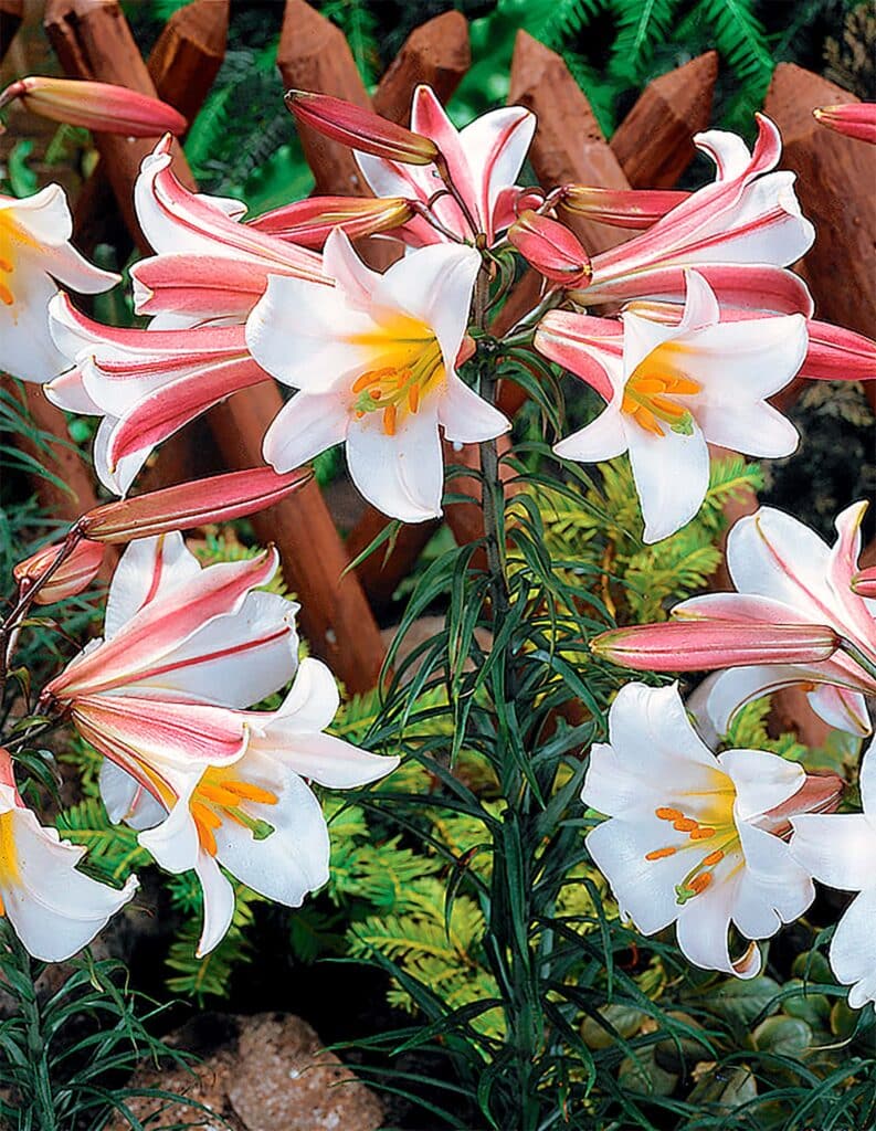 regale Selected quality