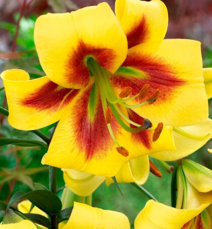 Robert Swanson | Oriental Trumpet Lilies