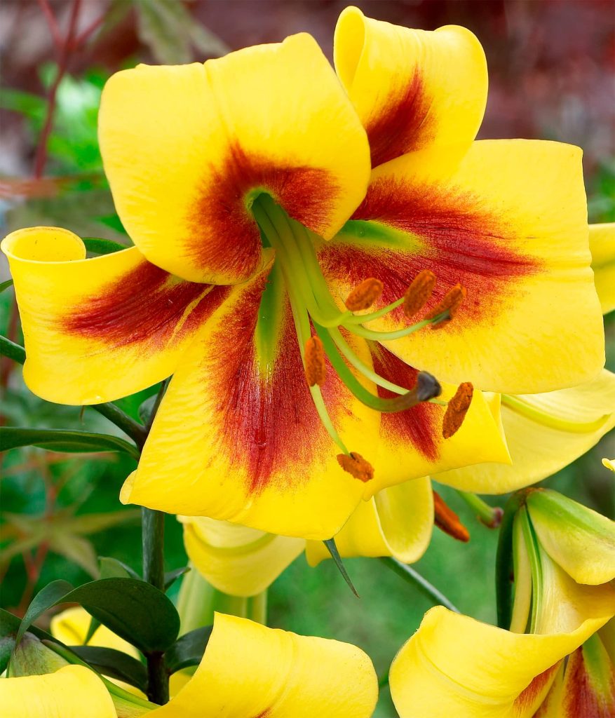 Robert Swanson | Oriental Trumpet Lilies