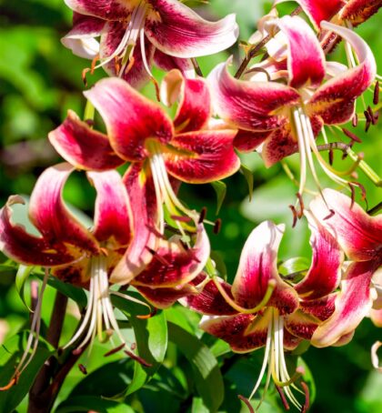 Scheherazade | Oriental Trumpet Lilies