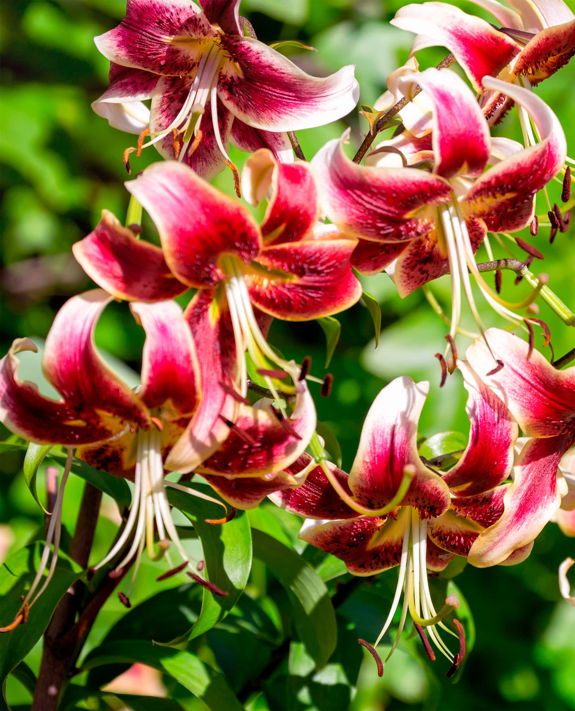 Scheherazade | Oriental Trumpet Lilies