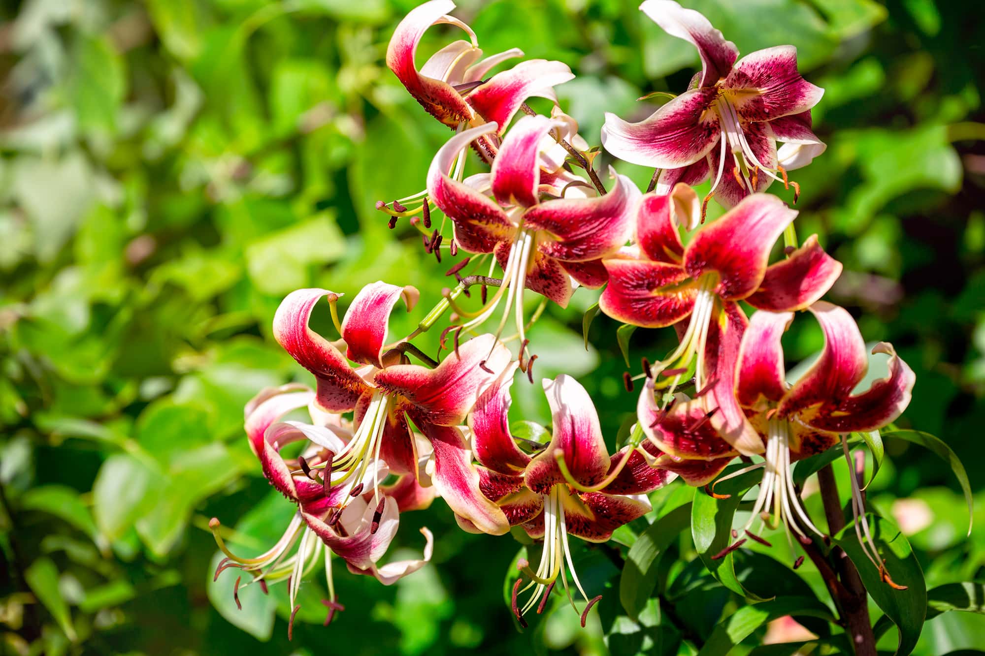 Scheherazade | Oriental Trumpet Lilies